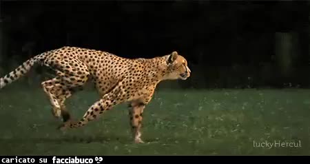 gif animata