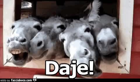 gif animata