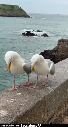 Gif Animata