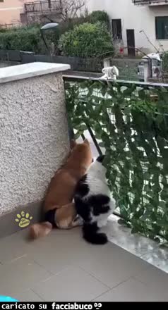 Gif Animata