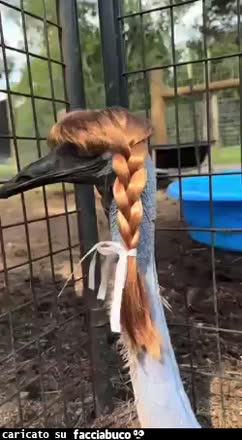 gif animata