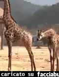 gif animata
