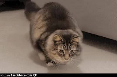 gif animata