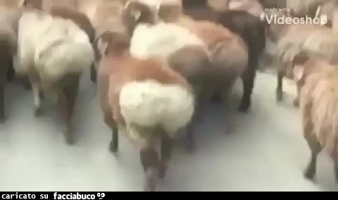 gif animata