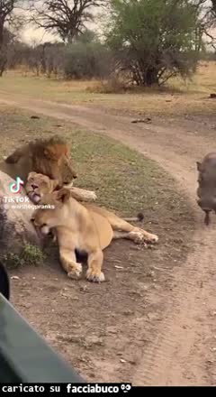 gif animata
