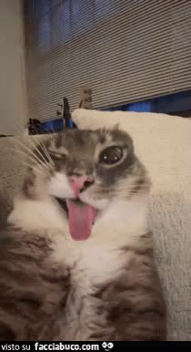 gif animata