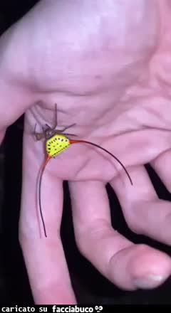 gif animata