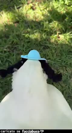 Gif Animata