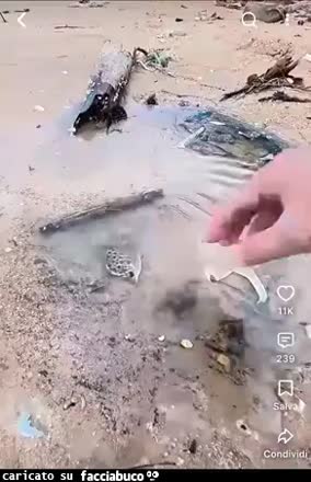 Gif Animata