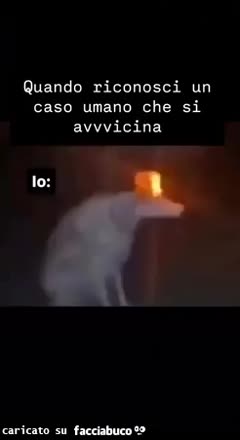 Gif Animata