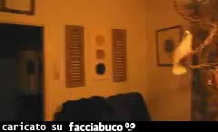 Pappagallo