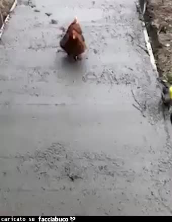gif animata