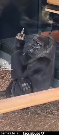 gif animata