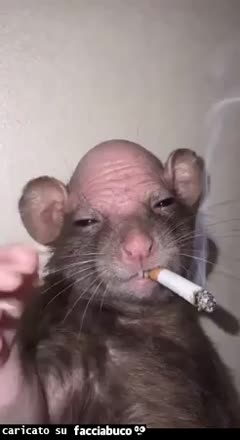Gif Animata