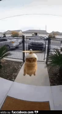 gif animata