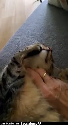 Gif Animata