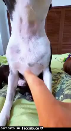 gif animata