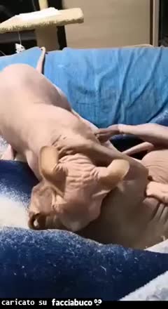 Gif Animata
