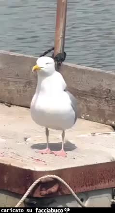 Gif Animata