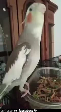 gif animata