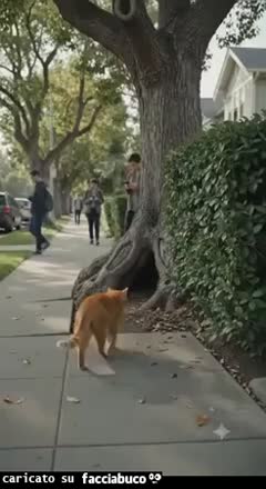 Gif Animata