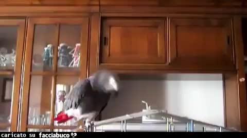 gif animata