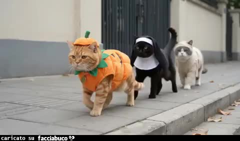 gif animata