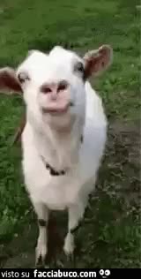 gif animata