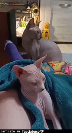 Gif Animata