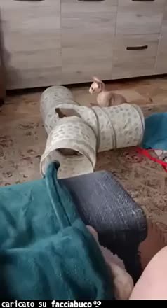 Gif Animata