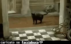 gif animata
