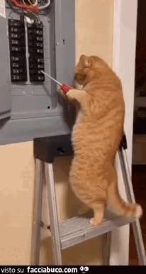 gif animata