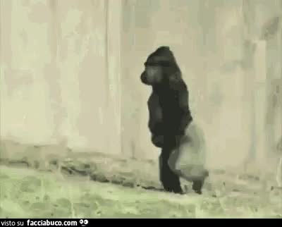 gif animata