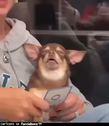 gif animata