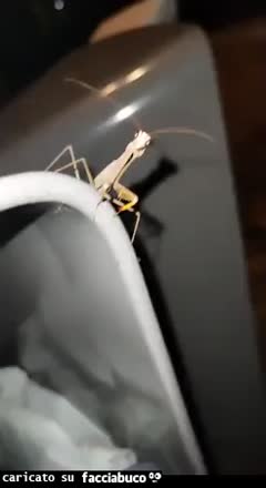 Gif Animata