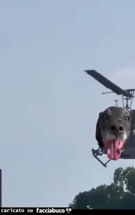 Gif Animata