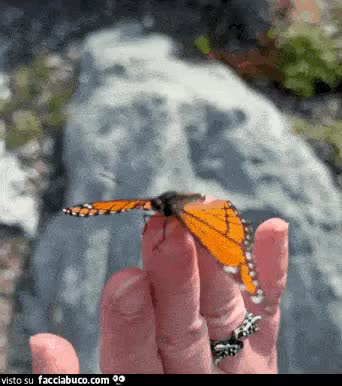 gif animata