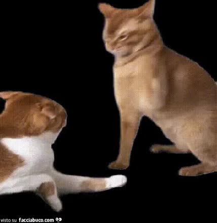 gif animata