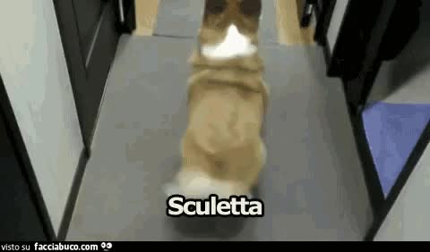 gif animata