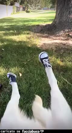 Gif Animata