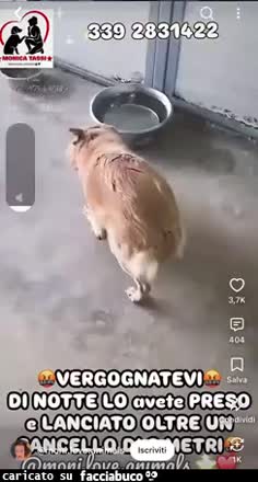 Gif Animata