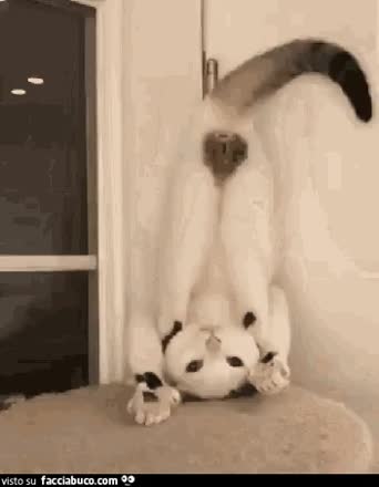 gif animata