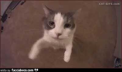 gif animata