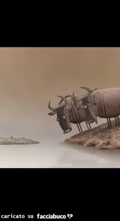 gif animata