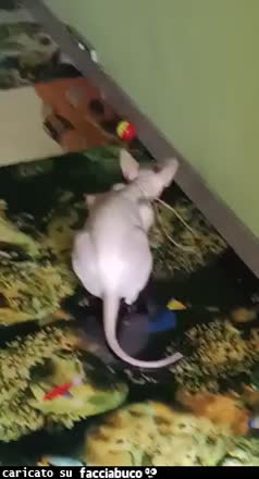 Gif Animata