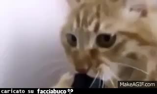 gif animata