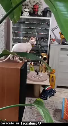 Gif Animata