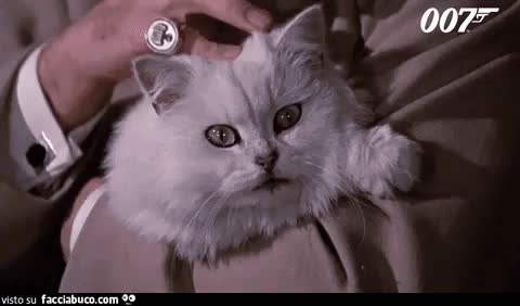gif animata