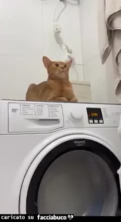The cat is on