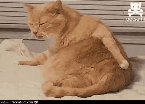 gif animata
